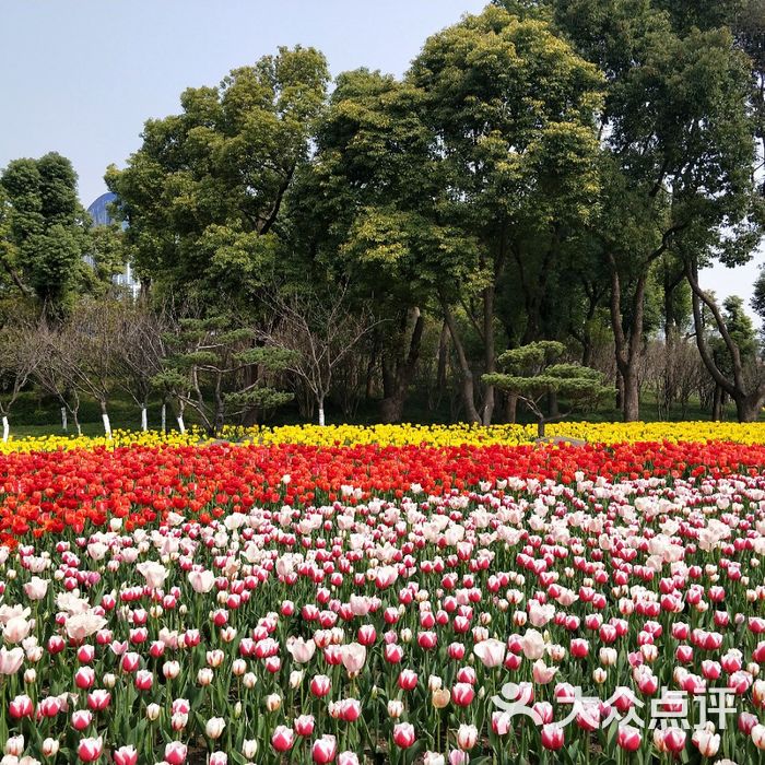 大寧鬱金香公園