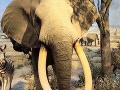 -陕西自然博物馆