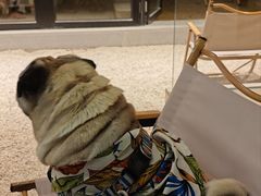 -J Create城市露营咖啡·简餐·宠物(上海动物园店)