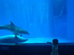 -海合安成都极地海洋公园