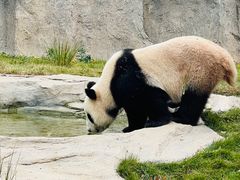 -上海野生动物园