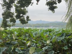 -西湖外事游船(花港观鱼码头)