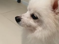 -怪兽屋·羊驼·猫咖·狗咖(俊华广场店)