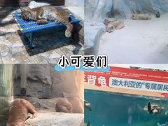 -海合安成都极地海洋公园