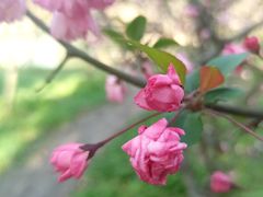 -上海共青森林公园