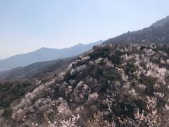 -北京鹫峰国家森林公园