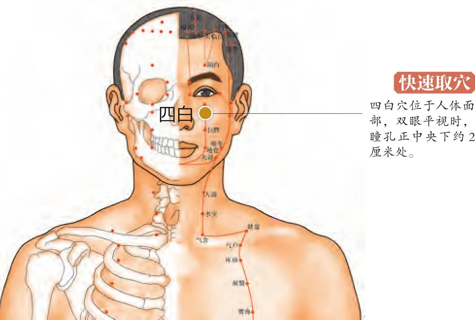 部位
四白穴位于人体面部,瞳孔直下