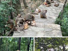 -黔灵山公园