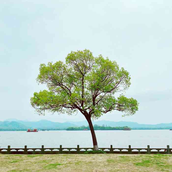 西湖边的一棵树图片