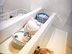 -怪兽屋·羊驼·猫咖·狗咖(俊华广场店)