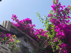 -金谷域澳洲庄园