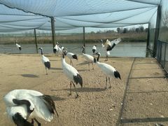 -盐城丹顶鹤湿地生态旅游区