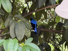-新加坡飞禽公园