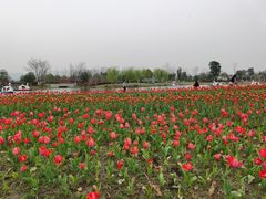 -径山花海