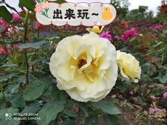 -上海杨姆庄园