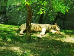 -北京野生动物园