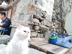 -喵屿·大理花园猫咖