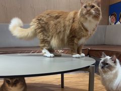 -MOCHA明星猫咖(田子坊店)