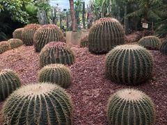 -呀路古热带植物园