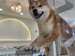 -共舞时光猫咖·狗咖(新街口店)