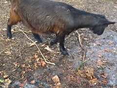 -清风小镇闯关东影视基地