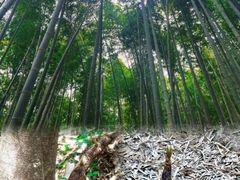 -上海佘山国家森林公园天马山园