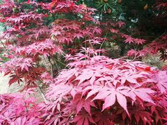 -济南国际园博园