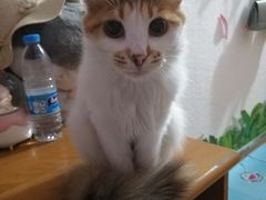 -宠物星动物医院·眼科·异宠·猫科(江南大道总院)