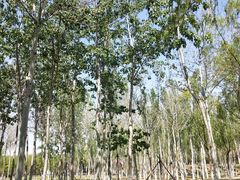 -大兴滨河森林公园