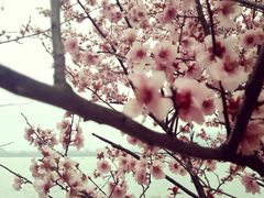 -南京钟山宾馆(江苏省会议中心)
