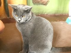 -猫猫幼稚园·撸猫·桌游·电玩