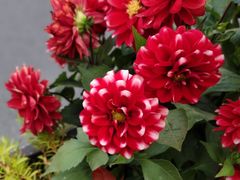 -中共上海市委党校 上海行政学院