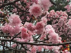 -天适樱花悠乐园