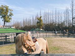 -前小桔亲子创意农场·草莓采摘·露营烧烤