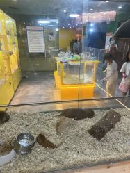 -神奇动物撸宠馆·羊驼·小浣熊·异宠(豫园店)