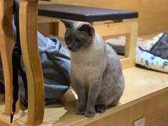 -滚猫咖啡·猫咖·猫友好撸猫(未来城店)
