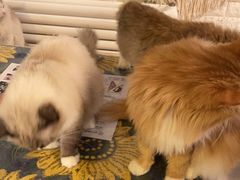 -平行世界·猫咖(首经贸店)