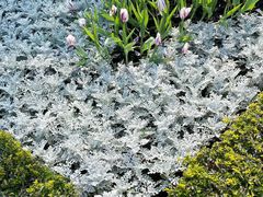-厦门园林博览苑