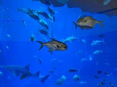 -迪拜水族馆及水下动物园