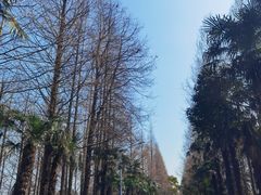 -上海海湾国家森林公园