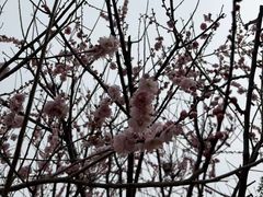 -香雪海