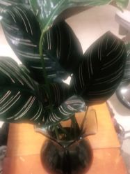 -罗亚帝造型