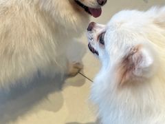 -怪兽屋·羊驼·猫咖·狗咖(俊华广场店)