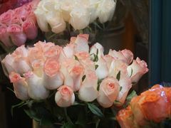 -平吉花卉市场