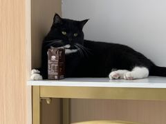 -鼓捣猫呢主题猫咖店
