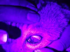 -中农国际动物医院24小时·猫科·骨科·急重症中心