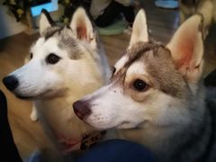 -Husky Go! 哈士奇体验馆·宠物咖啡厅狗咖