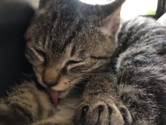 -伟伟宠物医院·瑞派猫友好医院·猫科(光谷店)