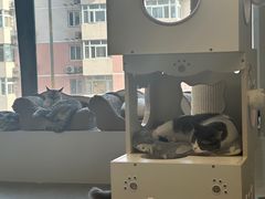 -Cappucimeow猫咪咖啡馆(韦伯时代店)