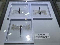 -上海昆虫博物馆